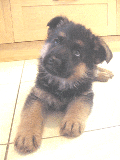 chiot_berger_allemand