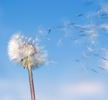 Dandelion wind