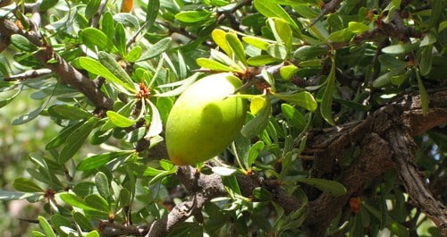 huile-argan-bienfait