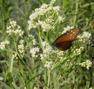 Plantes baccharis connues pour ses vertus amincissantes