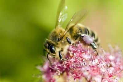 complement-alimentaire-gelee-royale-fleurance-nature