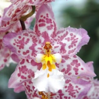 orchidee-cambria-vacherot-lecouffle