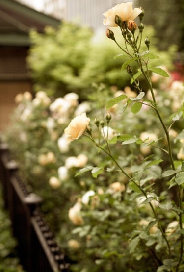 entretien-plantes-ete-pause-jardin