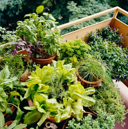 Plantes dans un balcon