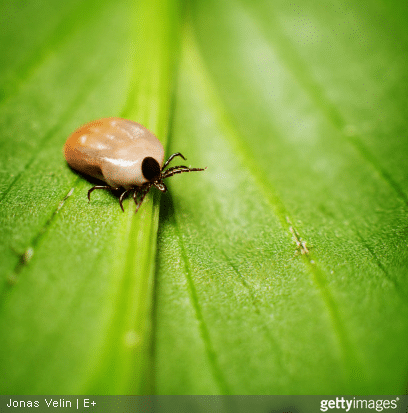 A quoi sert cette proposition de loi en faveur des malades de la maladie de Lyme ?