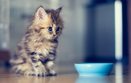 arrivée chaton maison