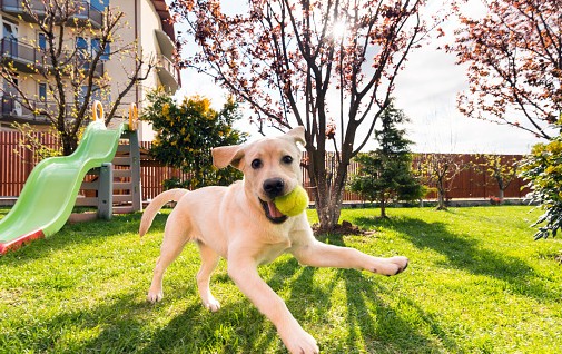 La labrador, la bonne "patte" par excellence ! (Source : gettyimages)