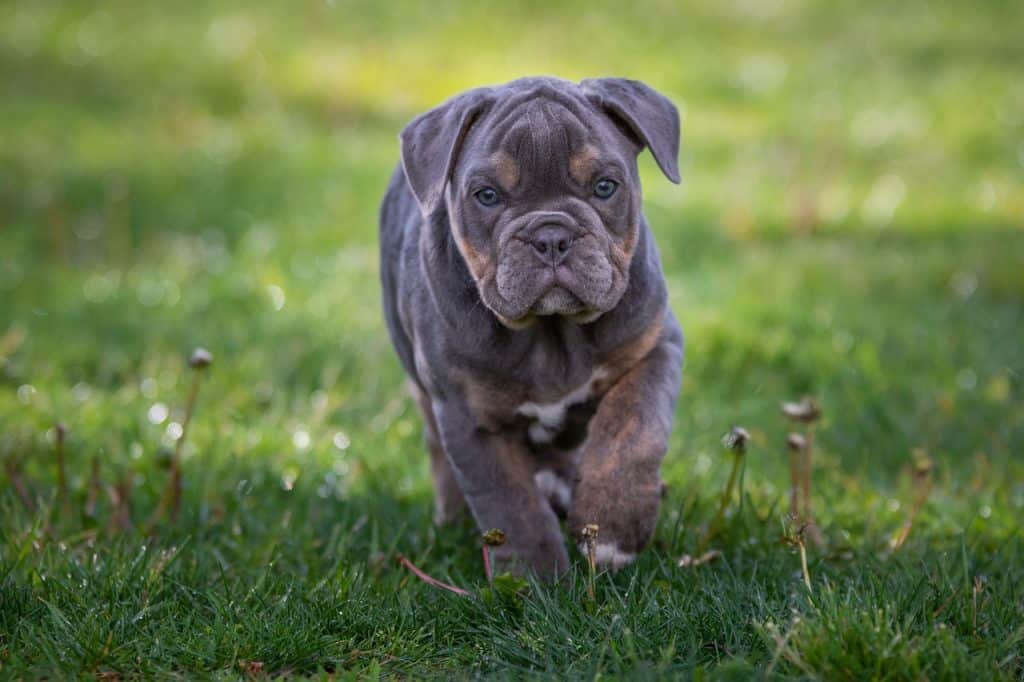 Comment donner un vermifuge à un chiot ?