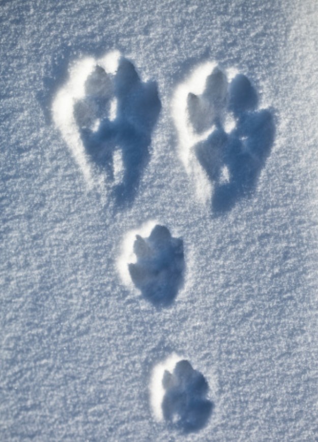 Traces de chat dans la neige