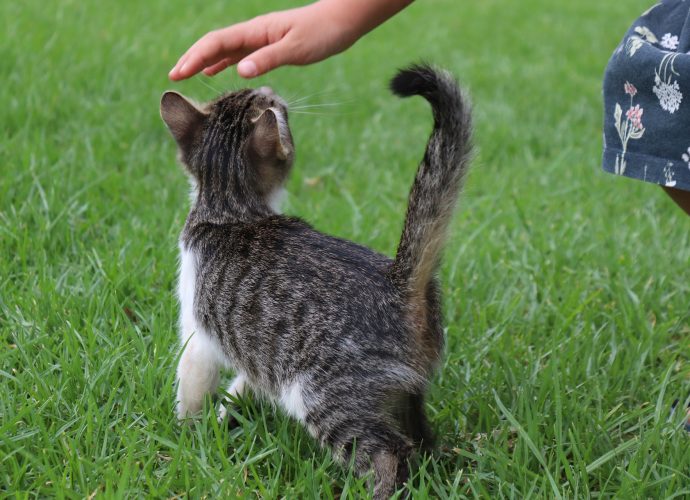 Petite fille qui se baisse pour caresser un chaton qui est dans l'herbe