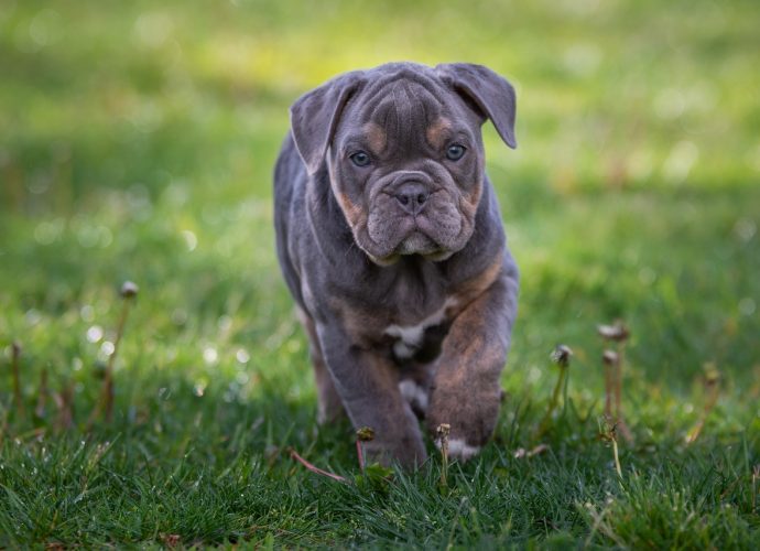 Chiot bouledogue marron foncé