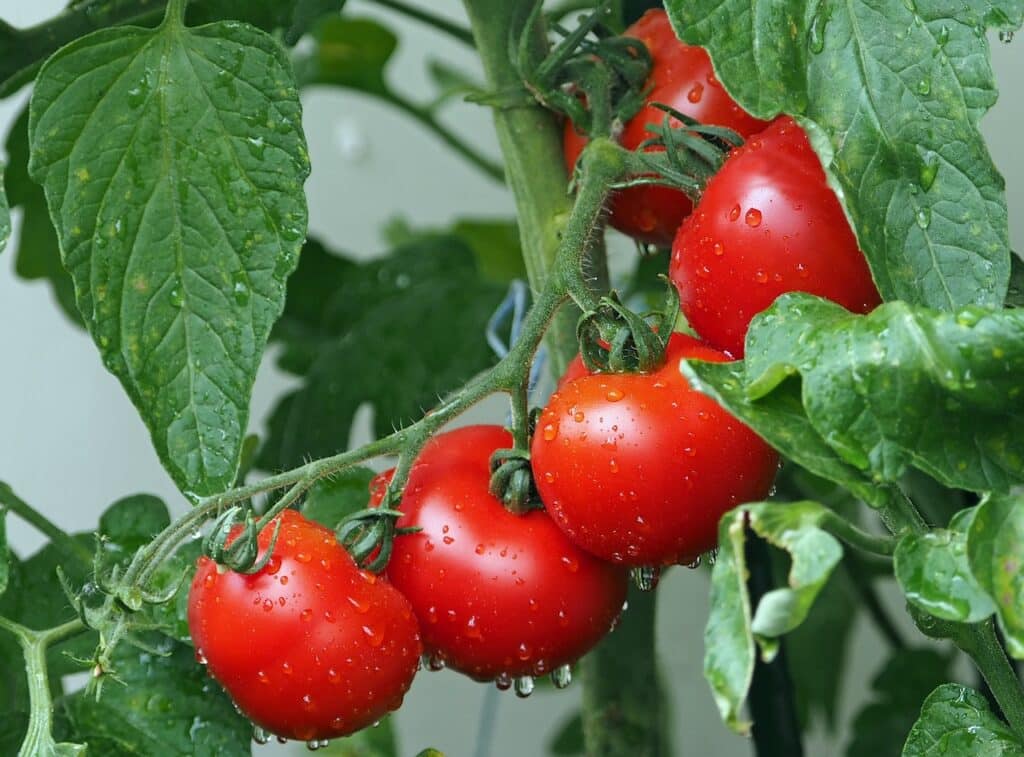 comment tailler les tomates