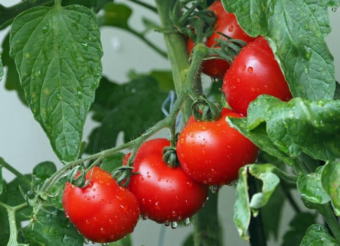 comment tailler les tomates